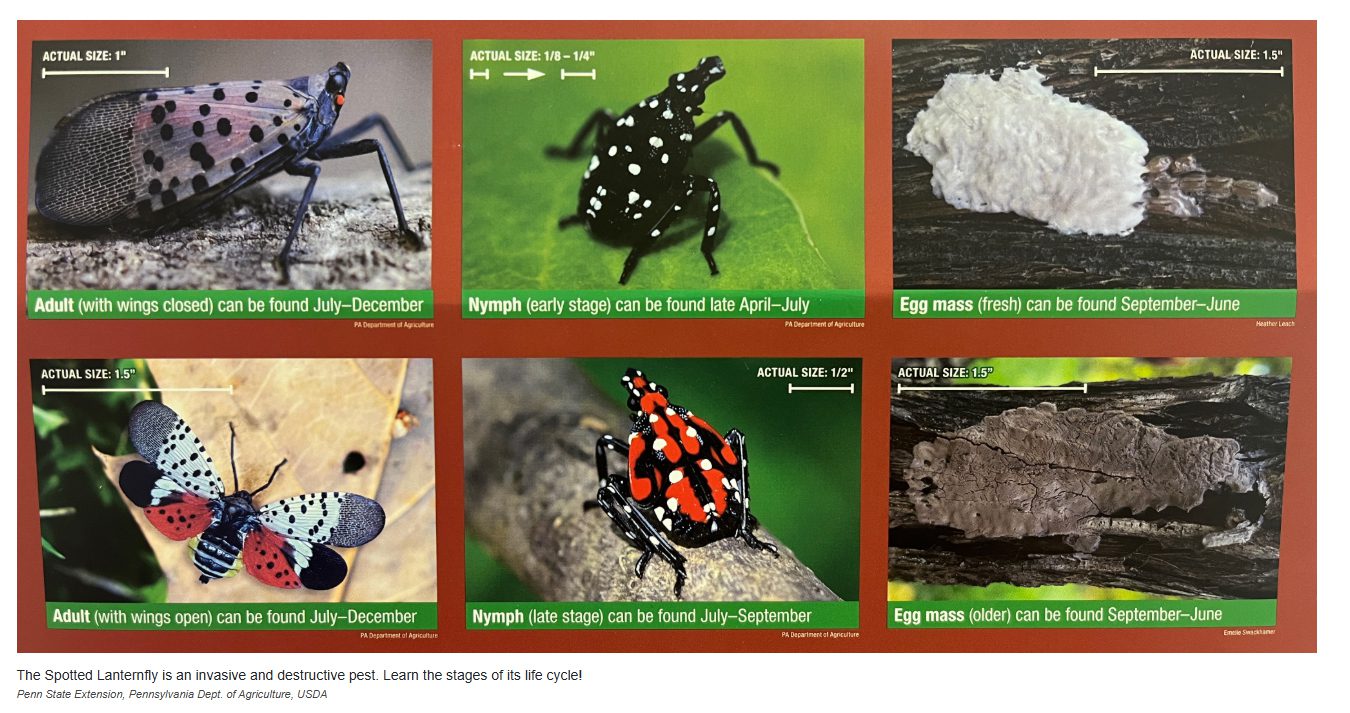 Spotted Lanternfly Info